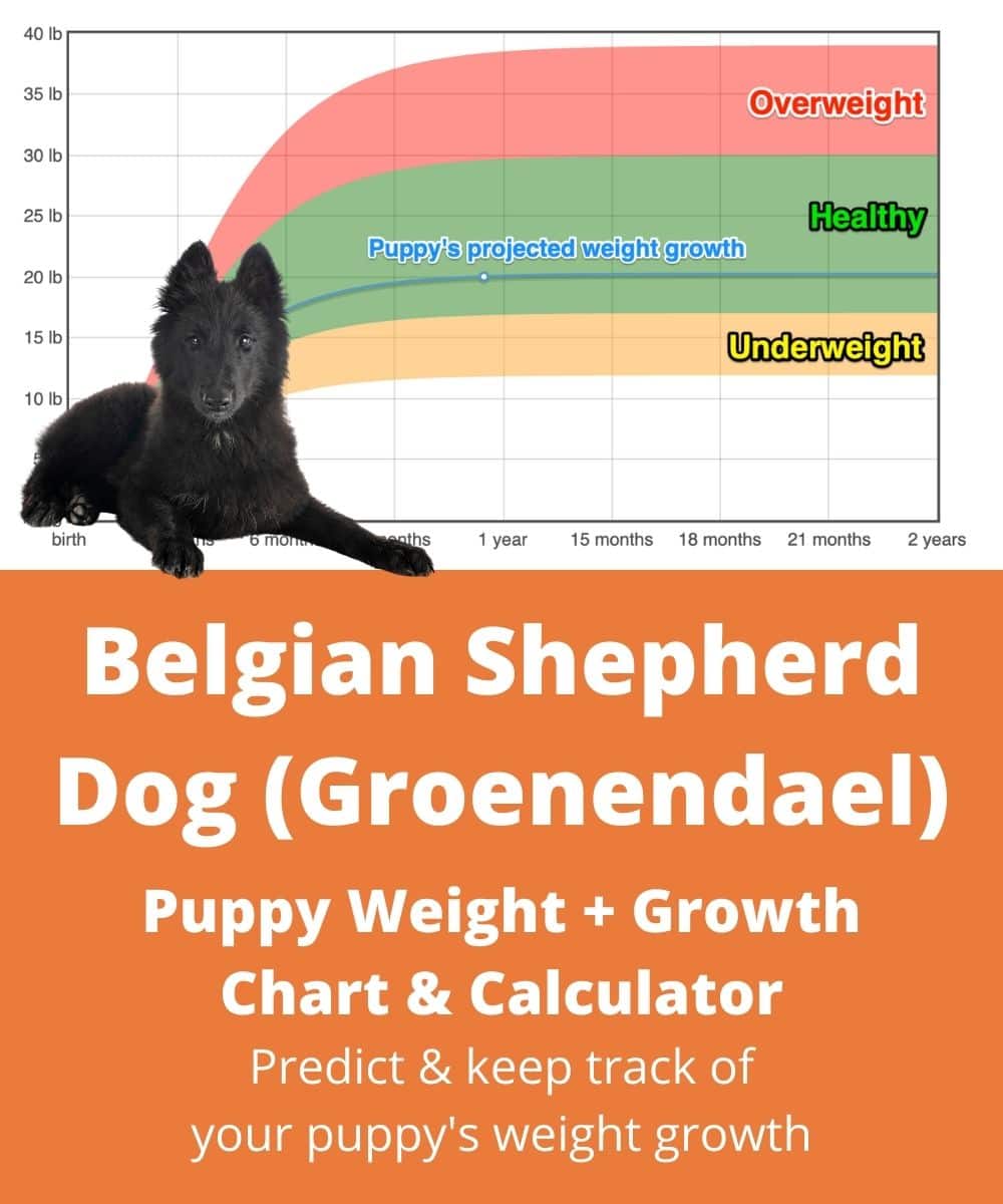 belgian-shepherd-dog-groenendael Puppy Weight Growth Chart